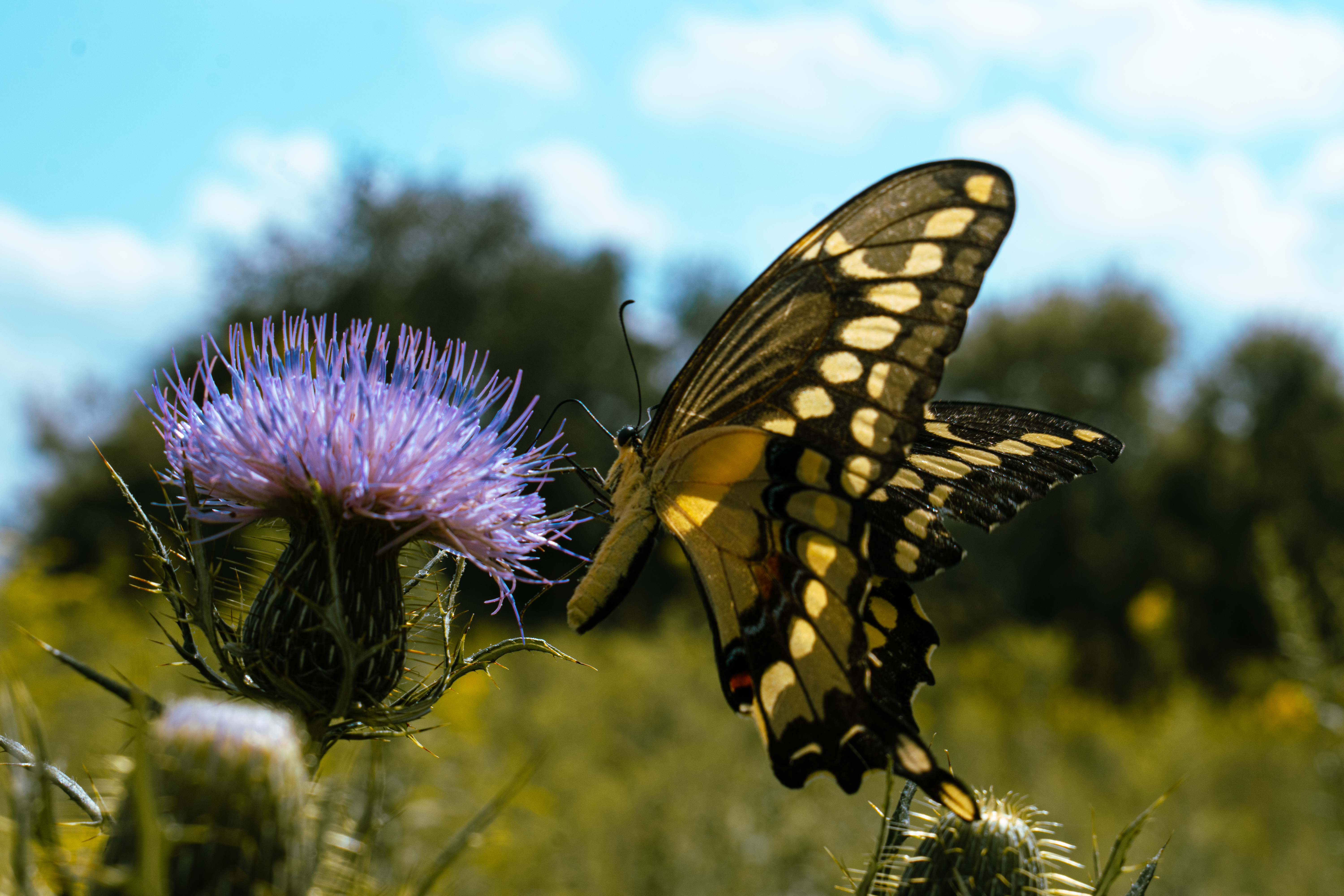 Butterfly on purple thistle flower